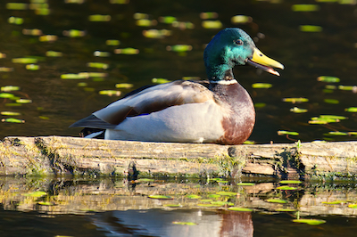 happy duck